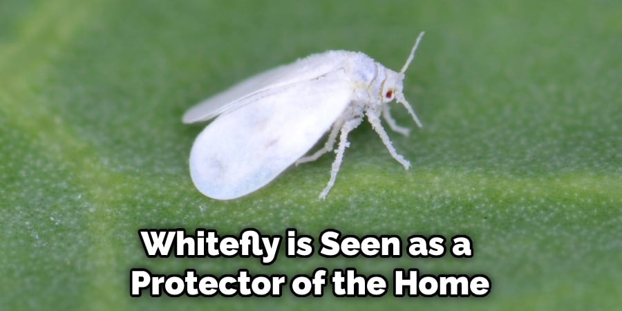 Whitefly is Seen as a  Protector of the Home
