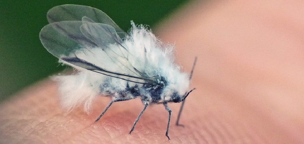 Woolly Aphid Spiritual Meaning