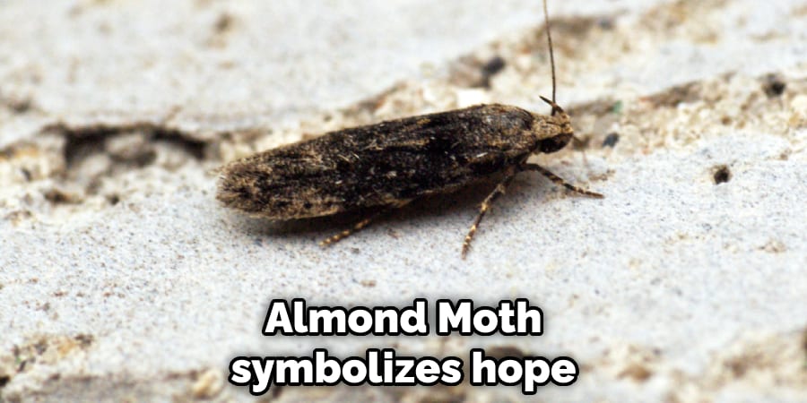 Almond Moth symbolizes hope