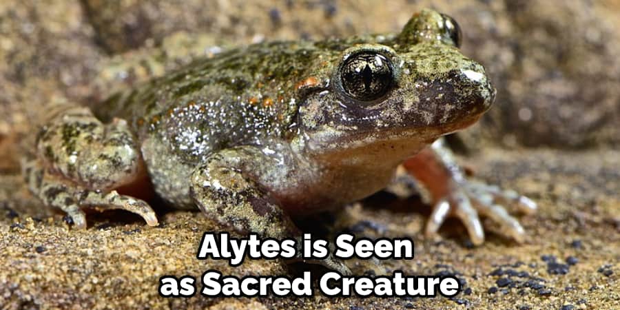 Alytes is Seen as Sacred Creature