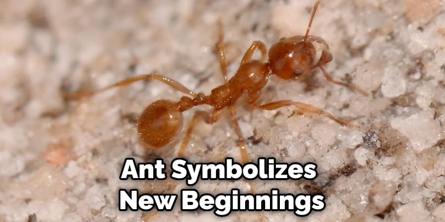 Ant Symbolizes  New Beginnings