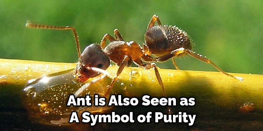 Ant is Also Seen as  A Symbol of Purity