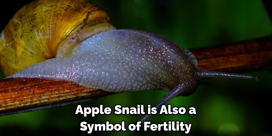 Apple Snail is Also a Symbol of Fertility