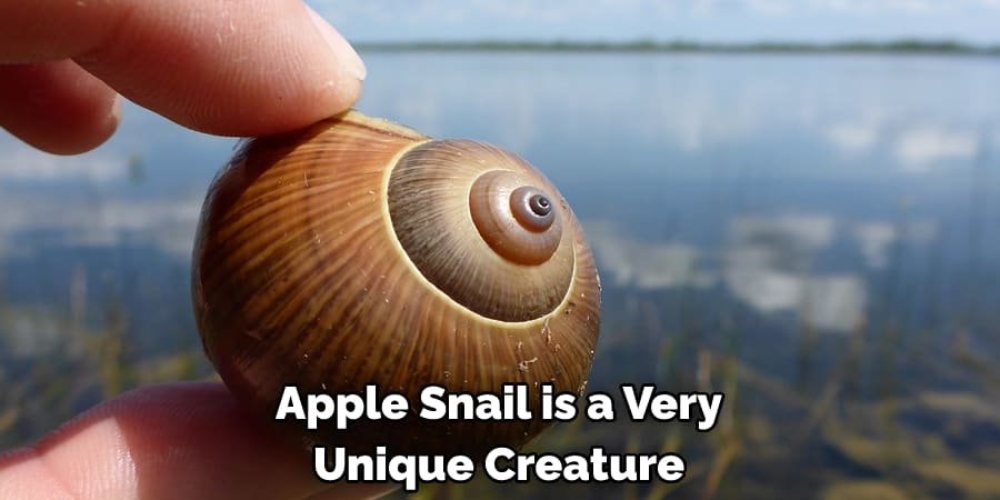 Apple Snail is a Very Unique Creature