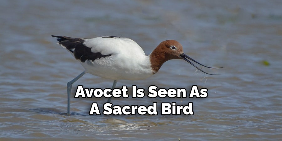 Avocet Is Seen As A Sacred Bird