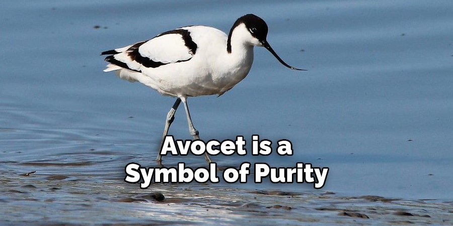 Avocet is a Symbol of Purity