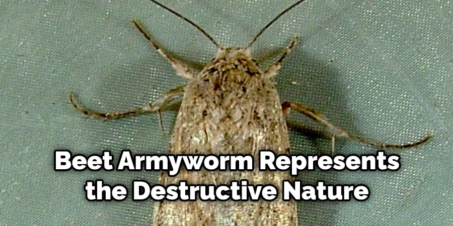 Beet Armyworm Represents  the Destructive Nature