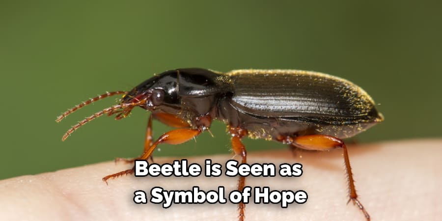 Beetle is Seen as a Symbol of Hope