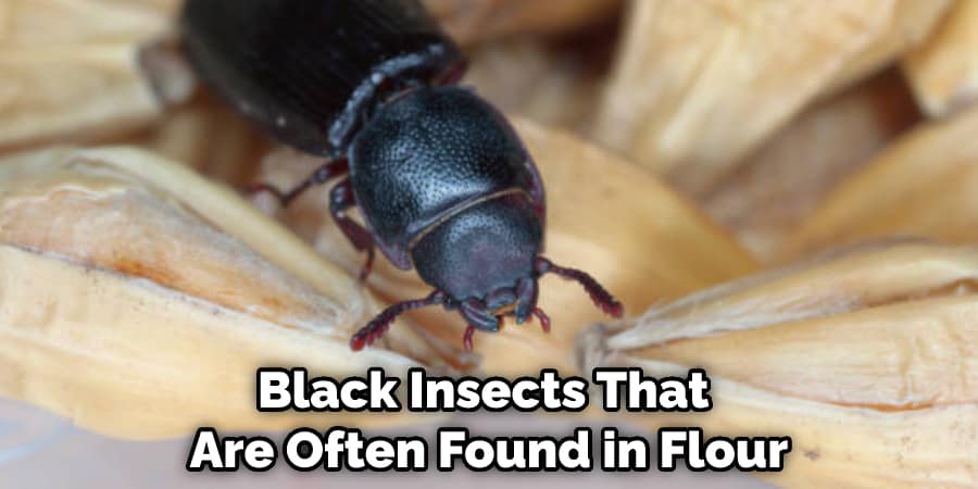 Black Insects That Are Often Found in Flour