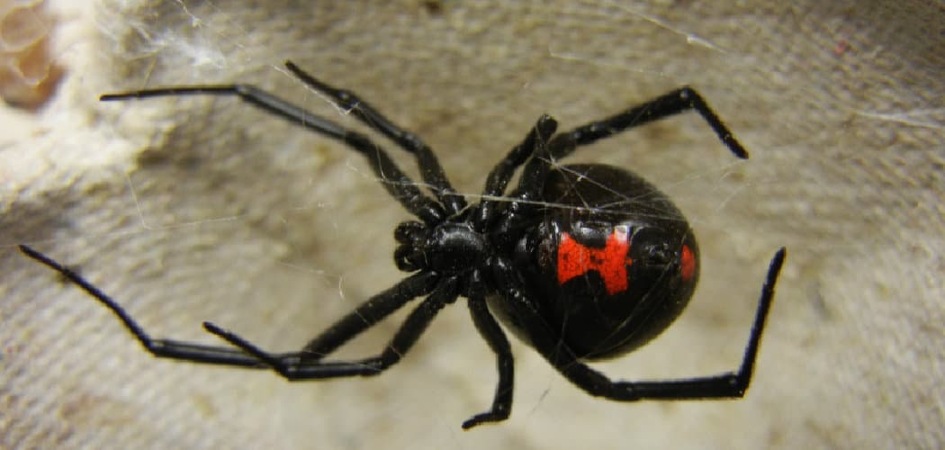 Black Widow Spiritual Meaning, Symbolism, and Totem