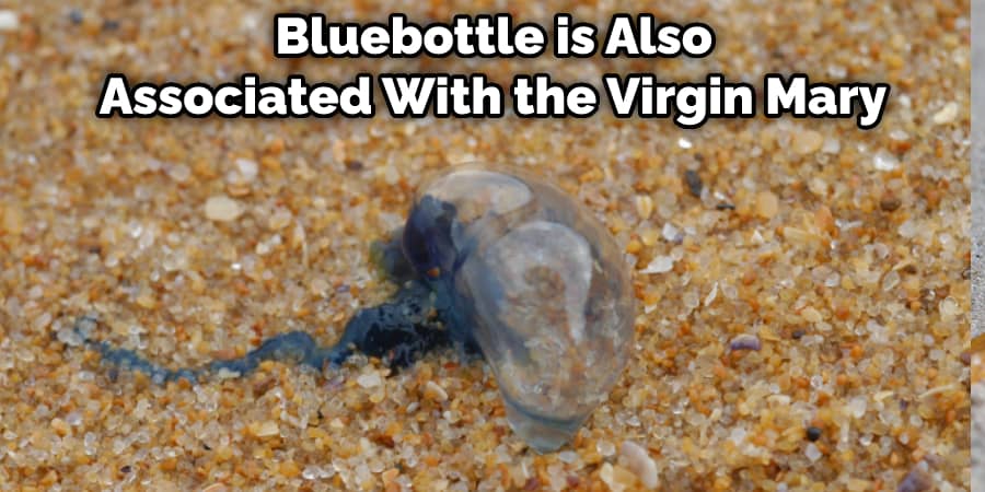  Bluebottle is Also Associated With the Virgin Mary