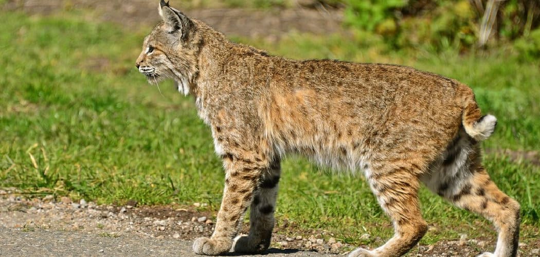 Bobcat Dream Meaning