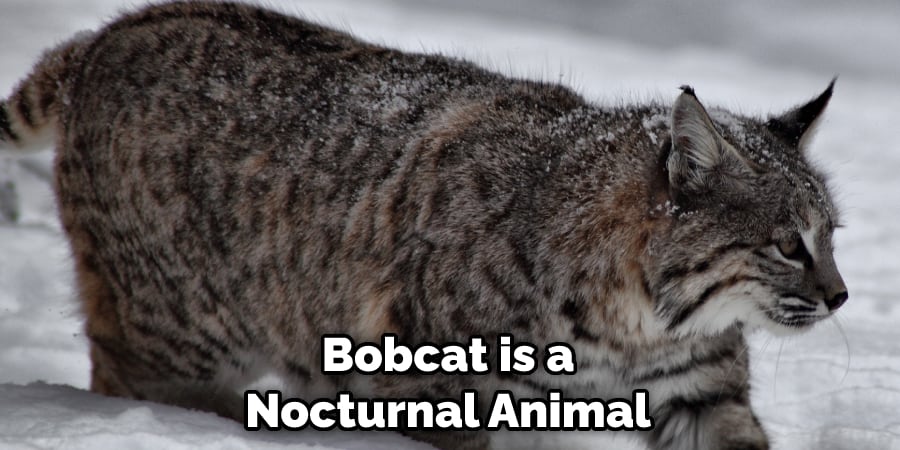 Bobcat is a Nocturnal Animal