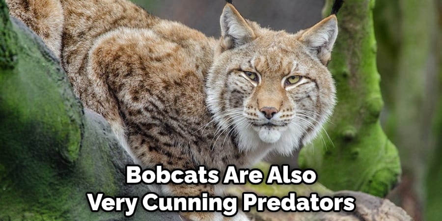 Bobcats Are Also Very Cunning Predators