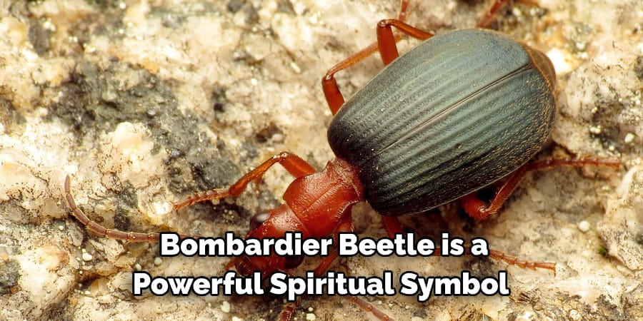 Bombardier Beetle is a  Powerful Spiritual Symbol