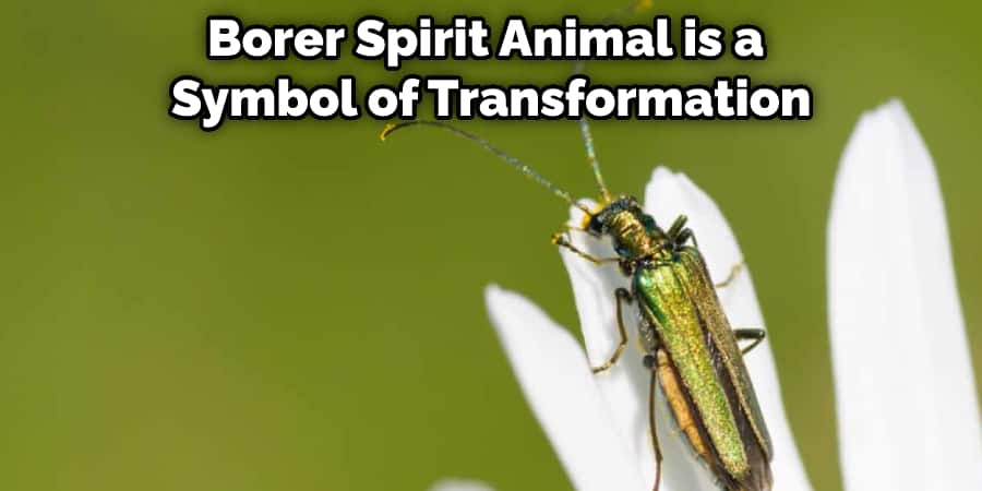 Borer Spirit Animal is a Symbol of Transformation