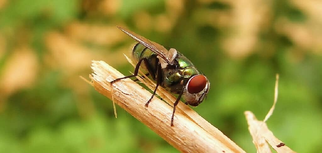 Bottle Fly Spiritual Meaning
