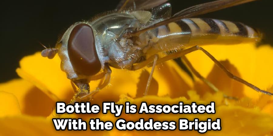 Bottle Fly is Associated With the Goddess Brigid