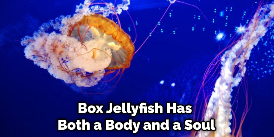 Box Jellyfish Has Both a Body and a Soul