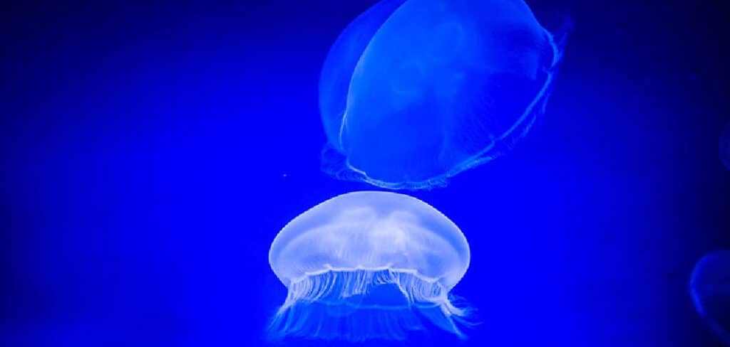 Box Jellyfish Spiritual Meaning