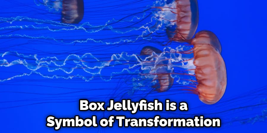  Box Jellyfish is a Symbol of Transformation