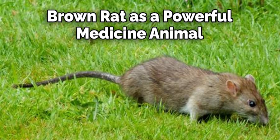 Brown Rat as a Powerful Medicine Animal