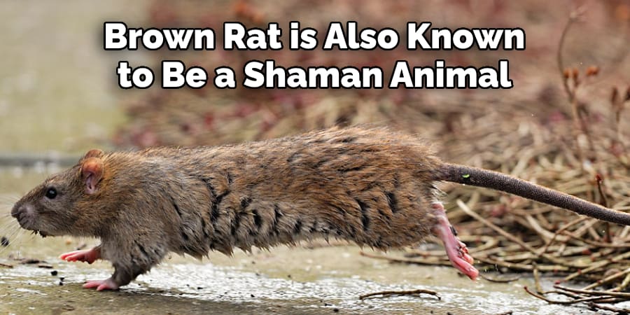 Brown Rat is Also Known  to Be a Shaman Animal