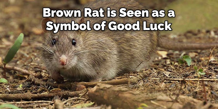 Brown Rat is Seen as a  Symbol of Good Luck