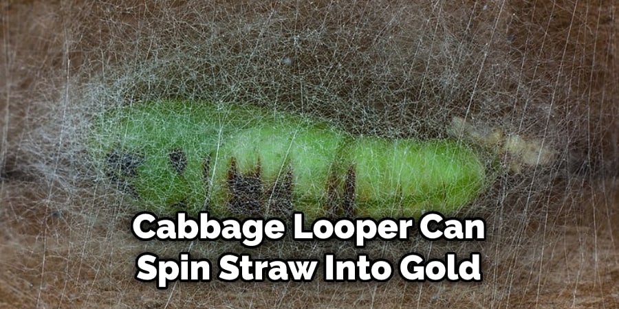 Cabbage Looper Can Spin Straw Into Gold