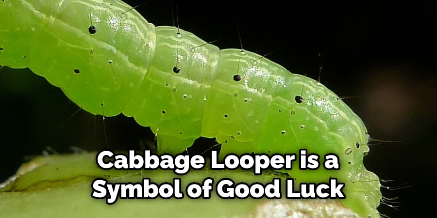 Cabbage Looper is a  Symbol of Good Luck