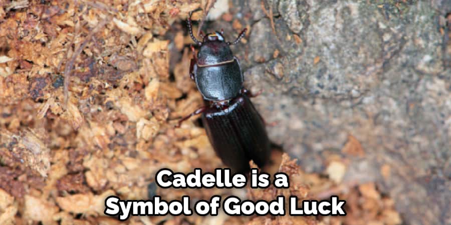 Cadelle is a Symbol of Good Luck