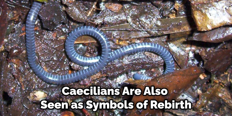 Caecilians Are Also Seen as Symbols of Rebirth