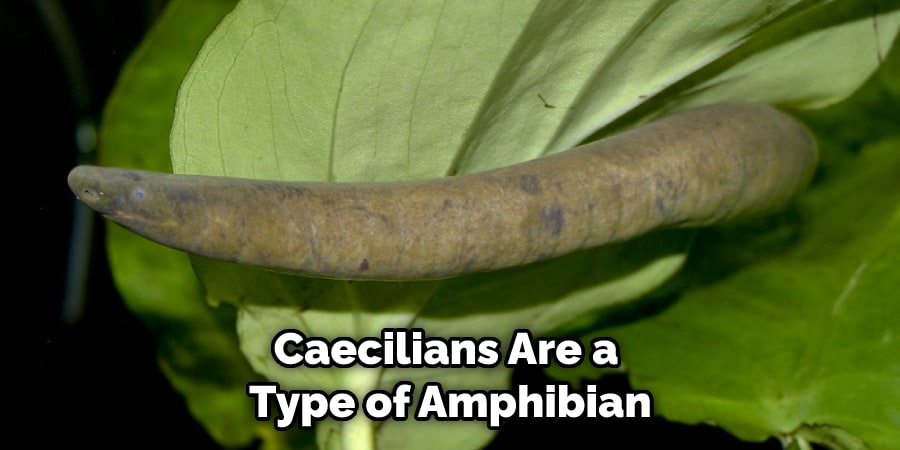 Caecilians Are a Type of Amphibian