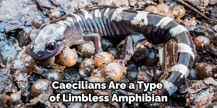 Caecilians Are a Type of Limbless Amphibian