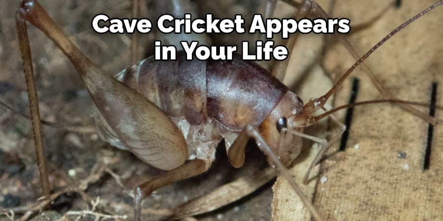 Cave Cricket Appears in Your Life