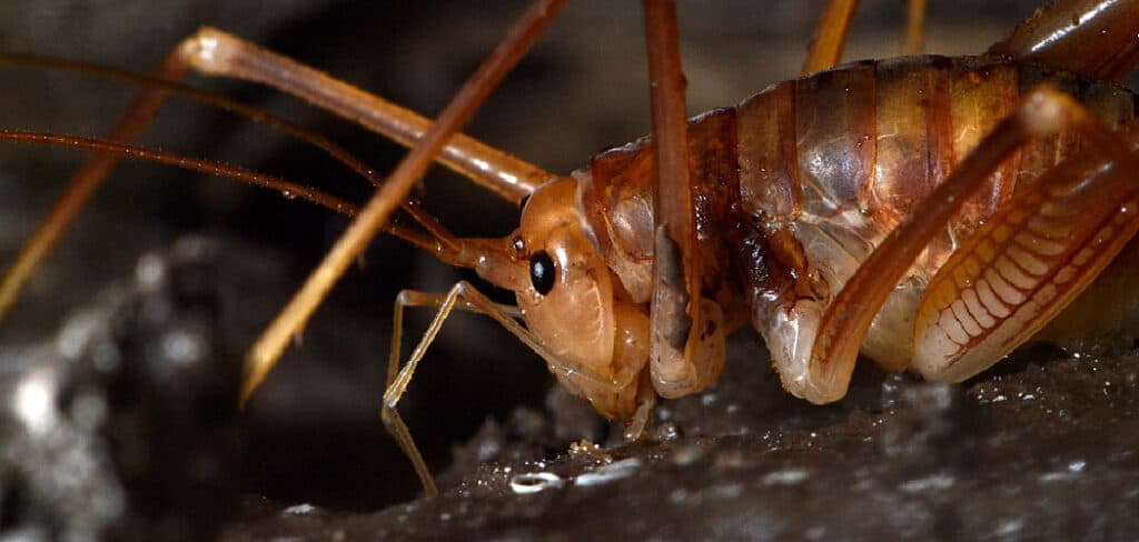 Cave Cricket Spiritual Meaning