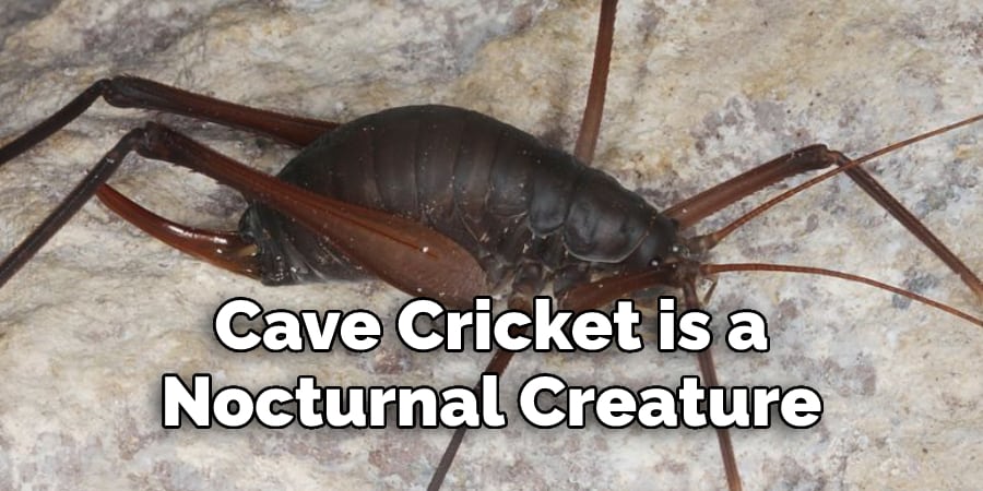 Cave Cricket is a  Nocturnal Creature