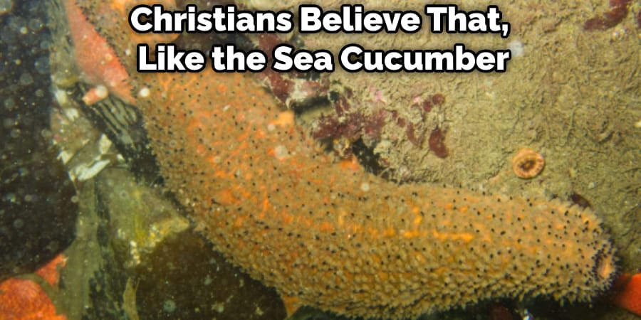 Christians Believe That, Like the Sea Cucumber