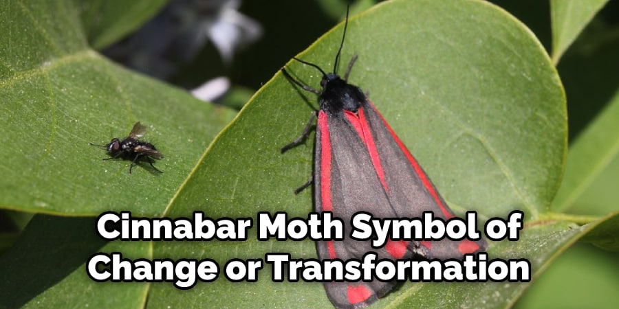 Cinnabar Moth Symbol of Change or Transformation
