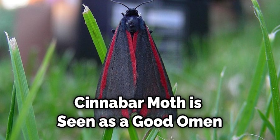 Cinnabar Moth is  Seen as a Good Omen