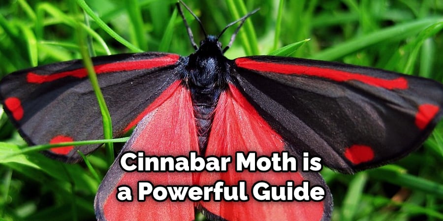Cinnabar Moth is a Powerful Guide 