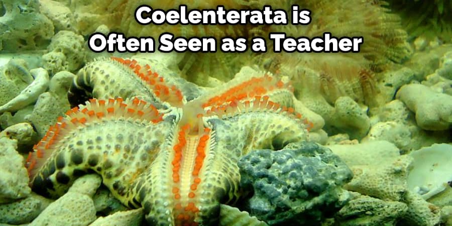 Coelenterata is Often Seen as a Teacher