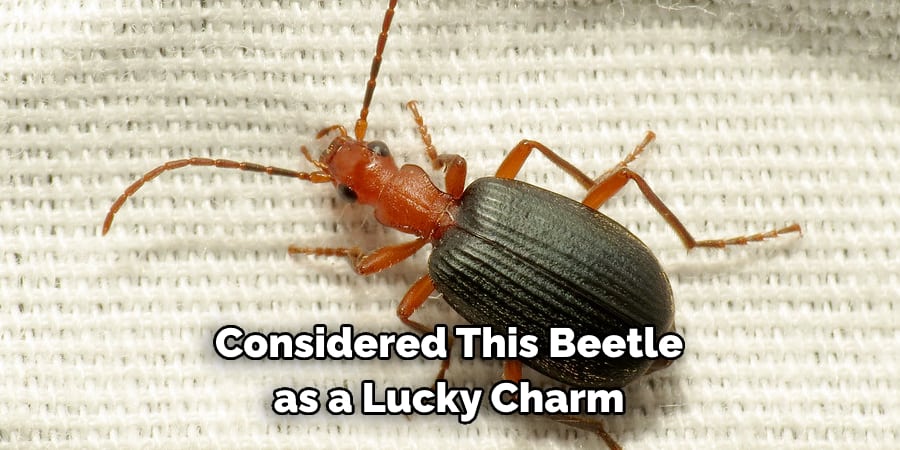 Considered This Beetle  as a Lucky Charm