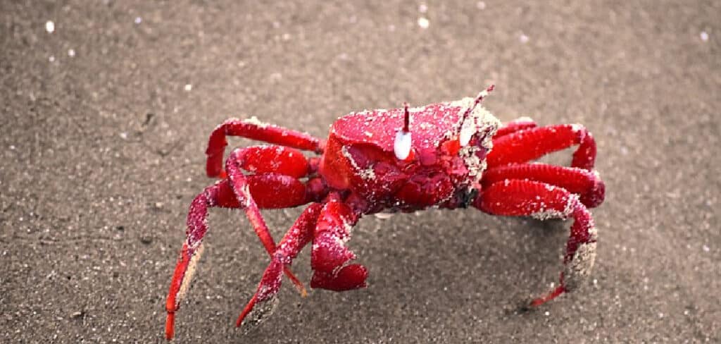 Crab Spiritual Meaning