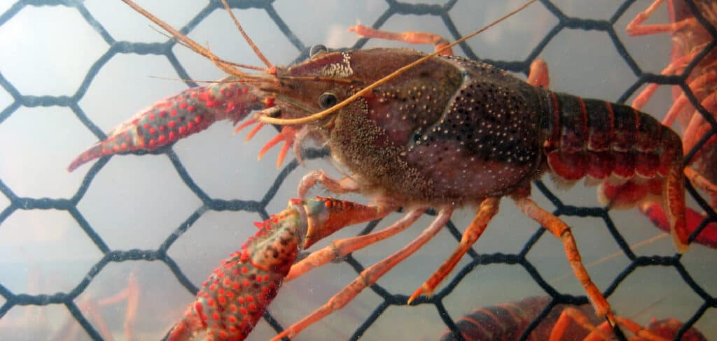 Crayfish Spiritual Meaning, Symbolism, and Totem