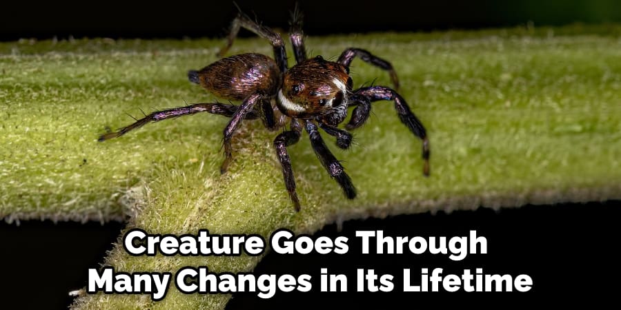 Creature Goes Through Many Changes in Its Lifetime