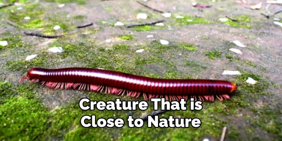 Creature That is Close to Nature