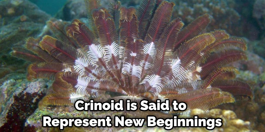 Crinoid is Said to Represent New Beginnings