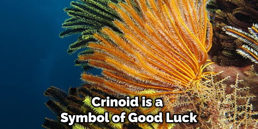 Crinoid is a Symbol of Good Luck