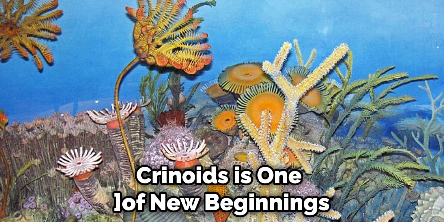 Crinoids is One of New Beginnings